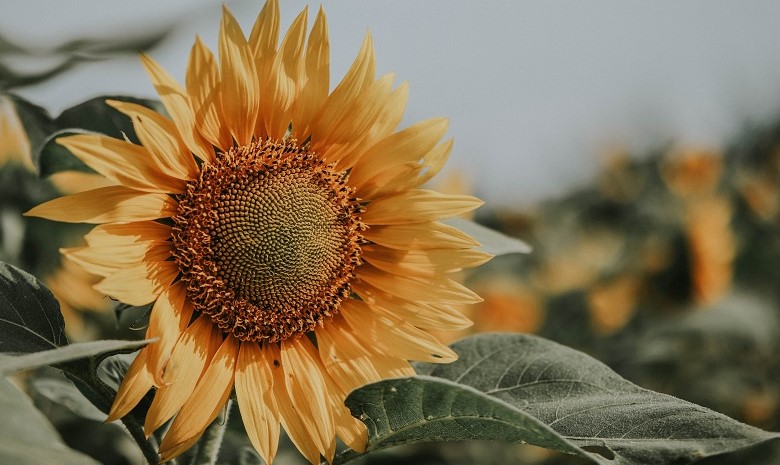 Texte umschreiben Beitragsbild 1 Stil: Nahaufnahme einer Sonnenblume auf dem Feld